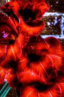 Gladiolus 2