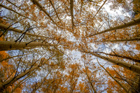 Up at the Aspens
