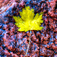 Maple Leaf