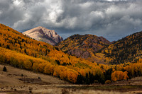 Aspens Behind Pikes Peak