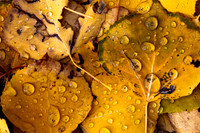 Water Droplets on Aspen Leaves