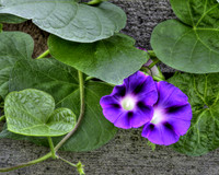 Morning Glory