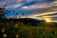 Sunflowers at Sunset