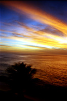 Sunset and Palm 2