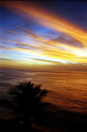 Sunset and Palm 2