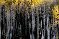 End of the Leaves