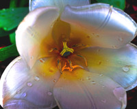 Tulip in close-up