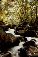 Cottonwood Creek 4