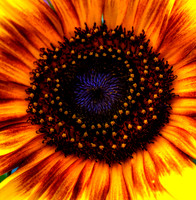 Sunflower 1