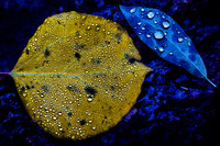 Aspen Leaf