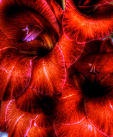 Gladiolus 1